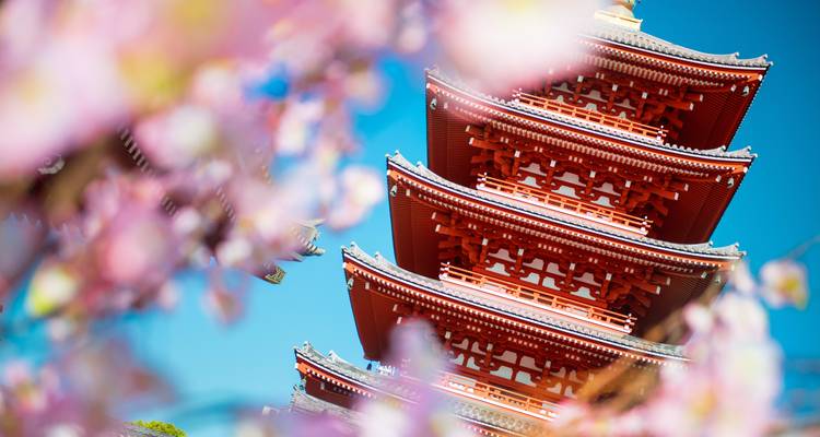 Pagode encadrée par des fleurs de cerisier sur un ciel bleu.