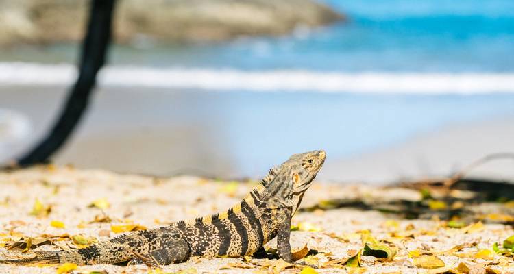 Costa Rica & Panama: Jungle Roads to Caribbean Coasts - journaway 7