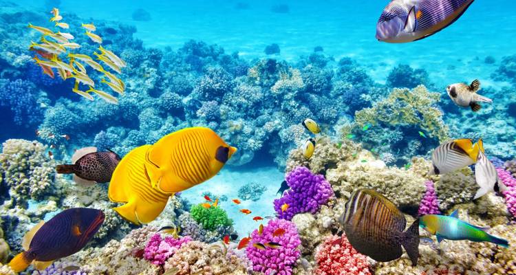 Roadtrip australien : East Coast & Nature Adventure ! (12 destinations) - journaway 1