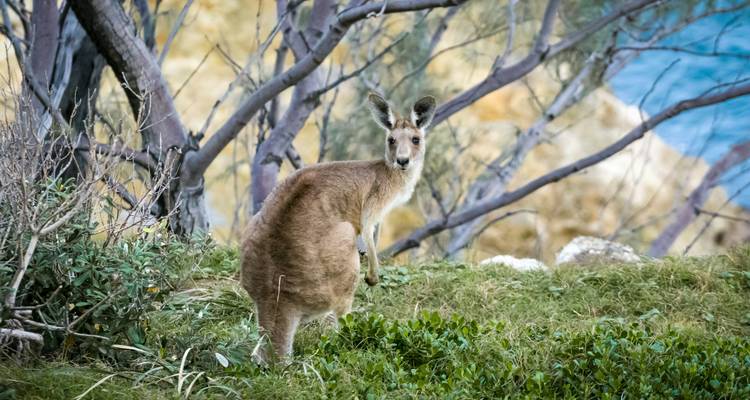 Viaje por carretera a Australia: costa este y aventura en la naturaleza (from Brisbane to Melbourne) - journaway 4