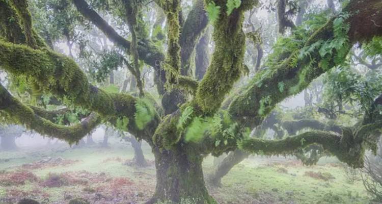 Arbre couvert de mousse dans une scène de forêt brumeuse.