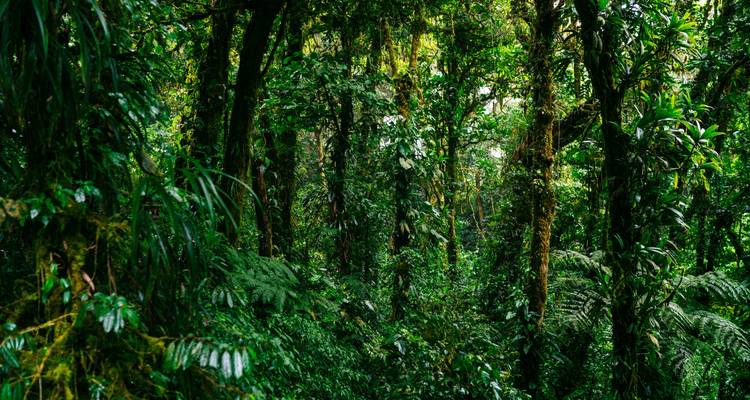 Costa Rica y Panamá: ¡Aventura por carretera al bosque nuboso! - journaway 4
