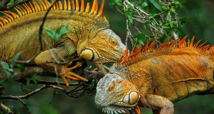Costa Rica y Panamá: ¡Aventura por carretera al bosque nuboso! - journaway 10