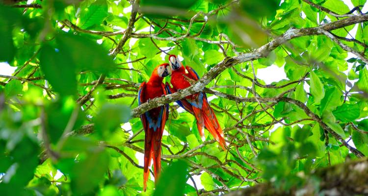 Costa Rica y Panamá: ¡Aventura por carretera al bosque nuboso! - journaway 9