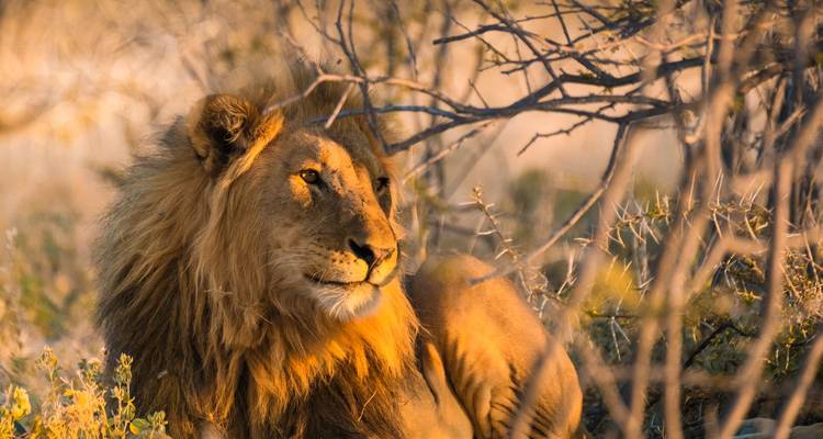 Namibia Bucketlist: Glamping en el desierto y safari por carretera - journaway DACH 1