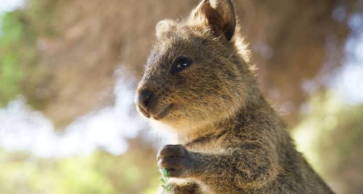Un gros plan d'un quokka avec un arrière-plan flou.