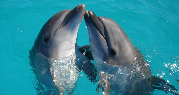 Deux dauphins interagissant de manière ludique dans des eaux bleues claires.