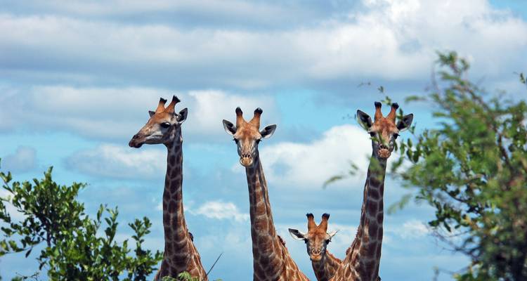 Viaje por carretera a Sudáfrica: aventuras entre Kruger, el Cabo y la costa (36 destinations) - journaway 3