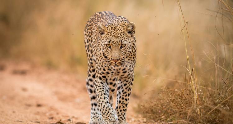 Viaje por carretera a Sudáfrica: Glamping salvaje y Safari Kruger (10 destinations) - journaway DACH 10