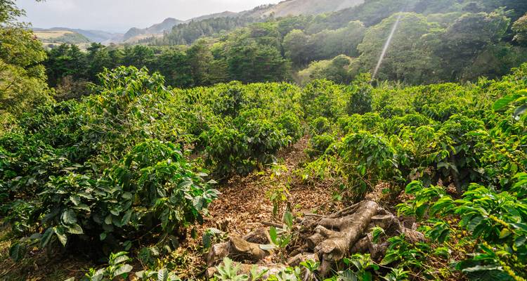 Costa Rica Bucketlist: ¡Noches de selva, vibraciones caribeñas y Pura Vida! - journaway 4