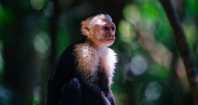 Costa Rica Bucketlist: ¡Noches de selva, vibraciones caribeñas y Pura Vida! - journaway 8