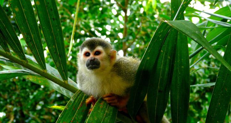 Ein Affe, der durch dichtes grünes Laub späht.
