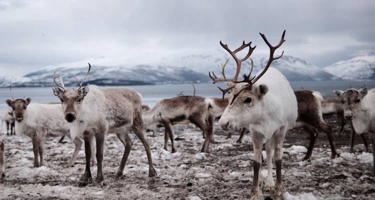 Viaje por carretera al Ártico: ¡Aventura con huskies y luces polares! (5 destinations) - journaway 10