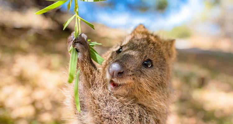 Vida en furgoneta en Australia: Maravillas de la Costa Oeste y vibraciones del Outback - journaway DACH 2