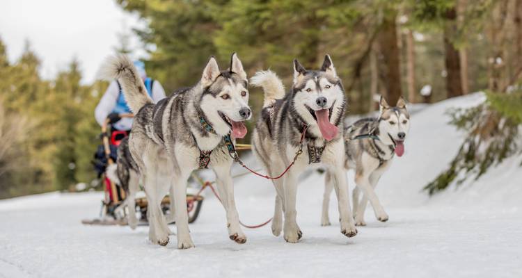Arctic Road Trip: Husky Adventure & Polar Lights (6 destinations) - journaway 8