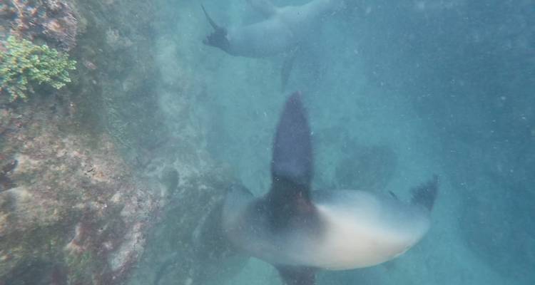 4 days tour in Galapagos Las Grietas and Tortuga Bay - PERFECT DESTINY 9