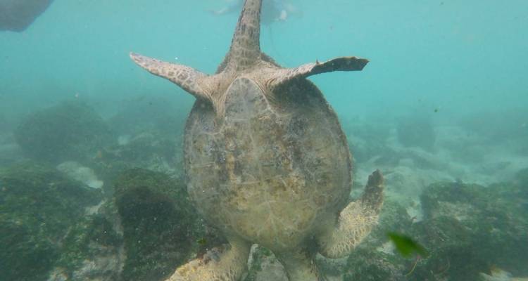 4 days tour in Galapagos Las Grietas and Tortuga Bay - PERFECT DESTINY 10