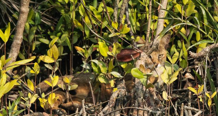 Secrets des Sundarbans | Un séjour reposant - Antara Cruises 1