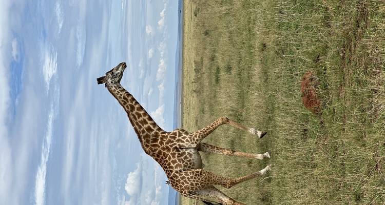 Safari de 9 días por lo mejor de Kenia y Tanzania - Gracepatt Ecotours Kenya 6