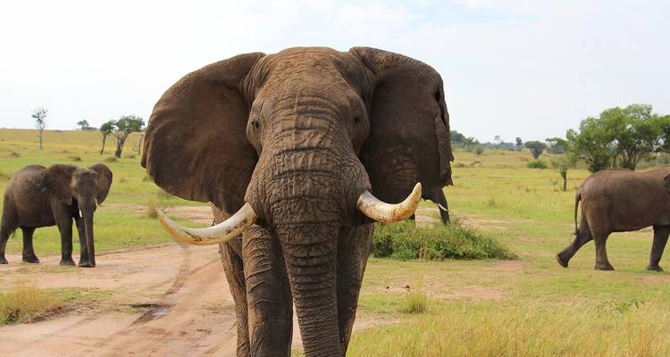 Safari dans les parcs nationaux de Tanzanie - 5 jours - Wonders of Creation Tours and Safaris 1