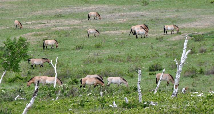 Tesoros de Mongolia/Jun - Sep/ - Tour Mongolia 2