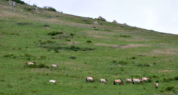 Tesoros de Mongolia/Jun - Sep/ - Tour Mongolia 3