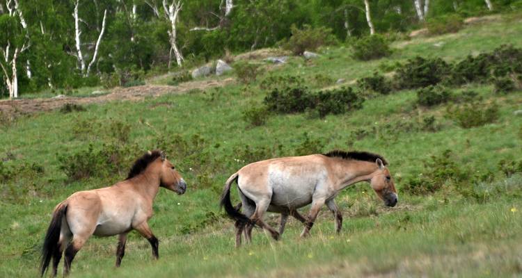 Tesoros de Mongolia/Jun - Sep/ - Tour Mongolia 4