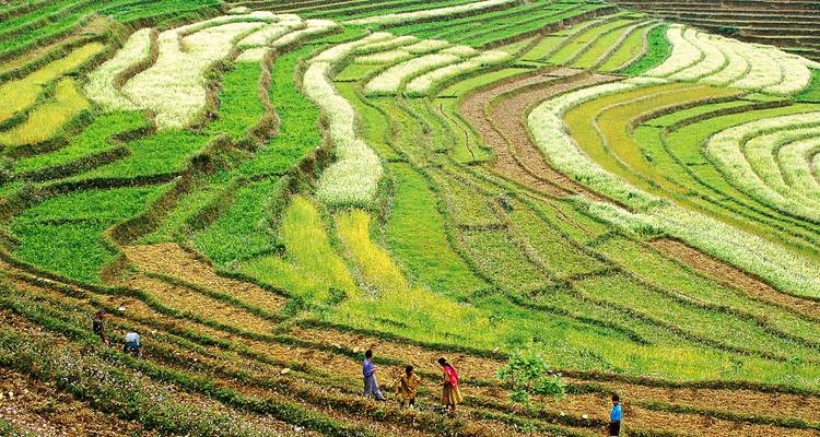 Terraced fields with people working the land.