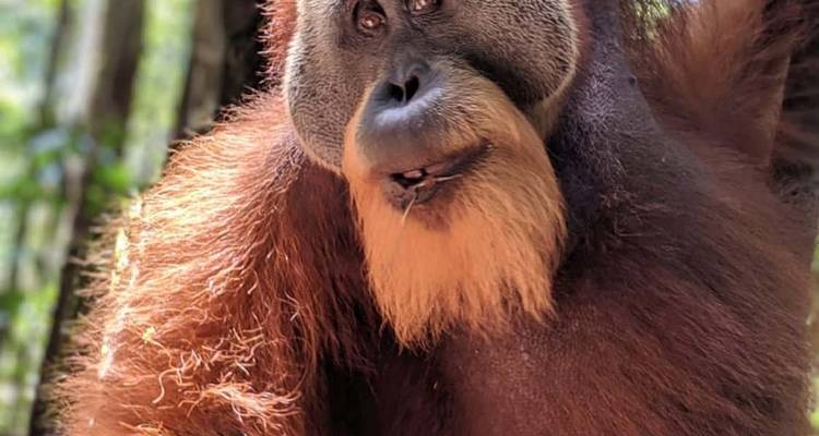 2 semanas de circuito privado por Sumatra - Discover Sumatra 3