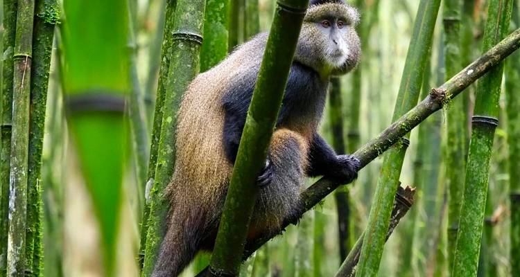 4 Days Rwanda Itinerary Gorilla Experience- High End Accommodation - Classic Journeys Africa Ltd 1