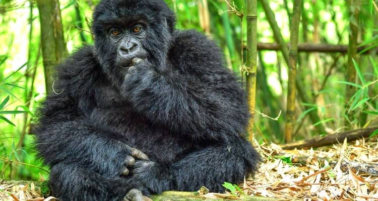 Itinéraire de 4 jours Au Rwanda - Expérience avec les gorilles -Luxe - Classic Journeys Africa Ltd 1