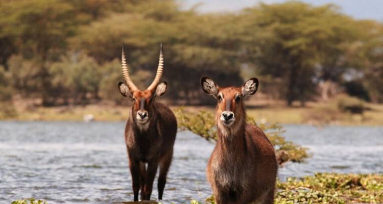 VOYAGE CLASSIQUE SAFARI KIFARU - Classic Journeys Africa Ltd 3