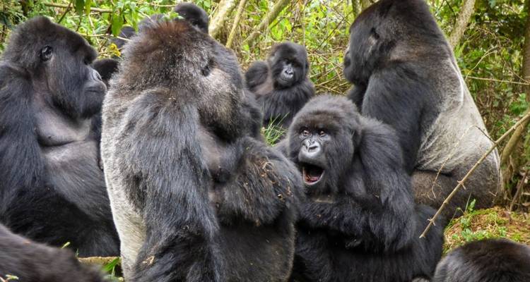 Un groupe de gorilles interagissant dans un environnement forestier.