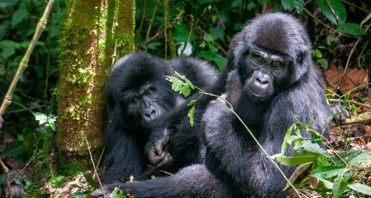 Trekking au Rwanda pour les gorilles et les singes dorés - 5 jours - Hébergement haut de gamme - Classic Journeys Africa Ltd 3