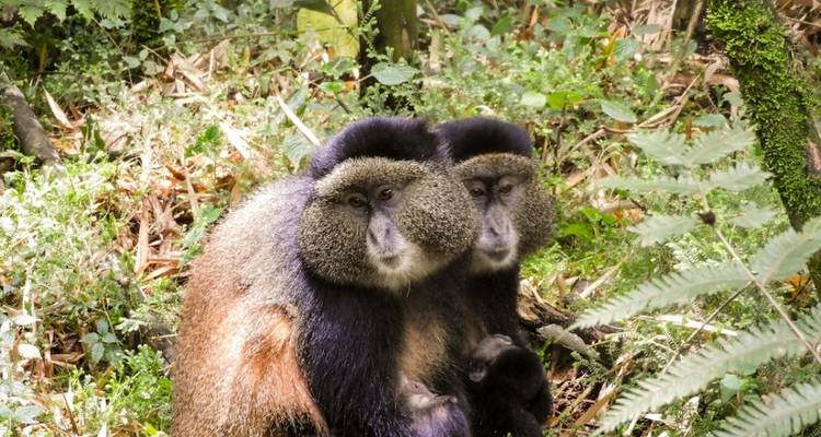 Trekking au Rwanda pour les gorilles et les singes dorés - 5 jours - Hébergement haut de gamme - Classic Journeys Africa Ltd 4