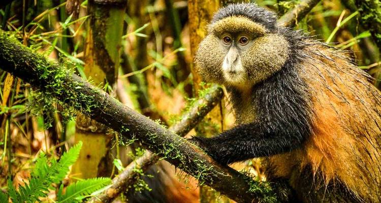 Trekking au Rwanda pour les gorilles et les singes dorés - 5 jours - Hébergement haut de gamme - Classic Journeys Africa Ltd 6