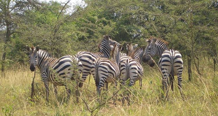 5 Días de Trekking por Ruanda con Gorilas y Monos Dorados - Alojamiento de Lujo - Classic Journeys Africa Ltd 1