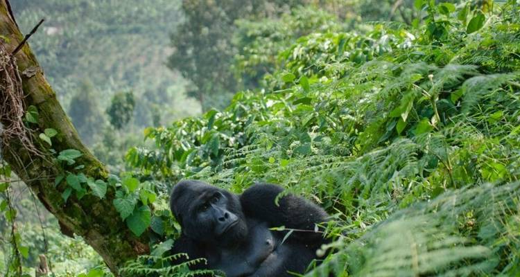5 Días de Trekking por Ruanda con Gorilas y Monos Dorados - Alojamiento de Lujo - Classic Journeys Africa Ltd 2