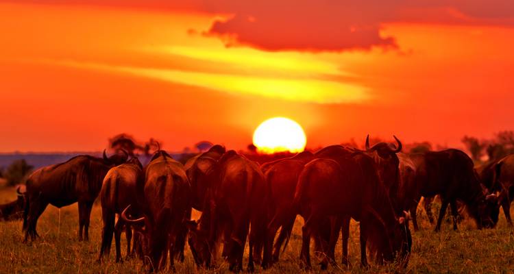 Safari de 4 días en Jeep por Aberdare y Samburu, en un lodge de lujo - Gracepatt Ecotours Kenya 1