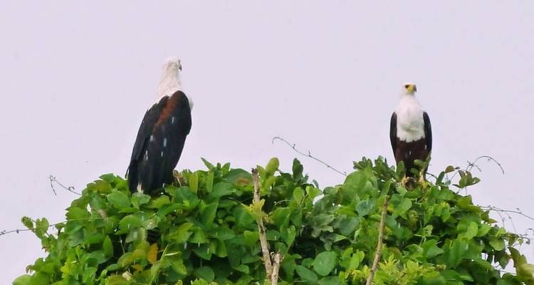 10 Days Best of Uganda Safari - Mid Range Option - Classic Journeys Africa Ltd 1