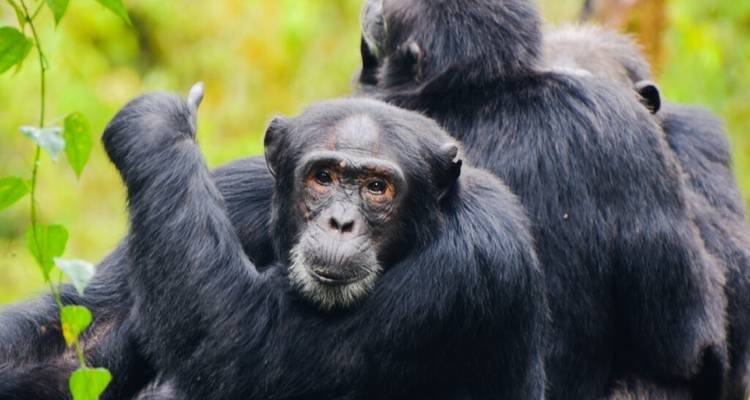 10 Days Best of Uganda Safari - Mid Range Option - Classic Journeys Africa Ltd 3