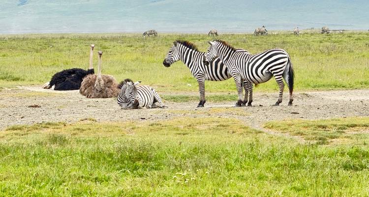 Best of Tanzania Classic Safari **Approche durable du voyage - World Adventure Tours 1
