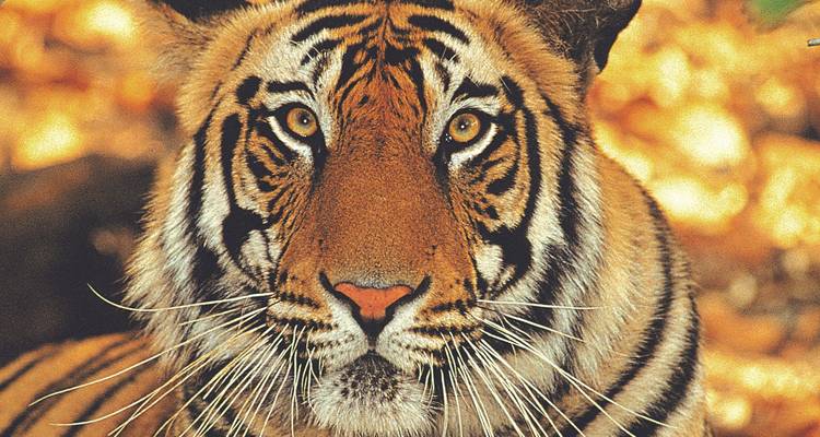 Ranthambore NP - 4 days - On The Go Tours 6