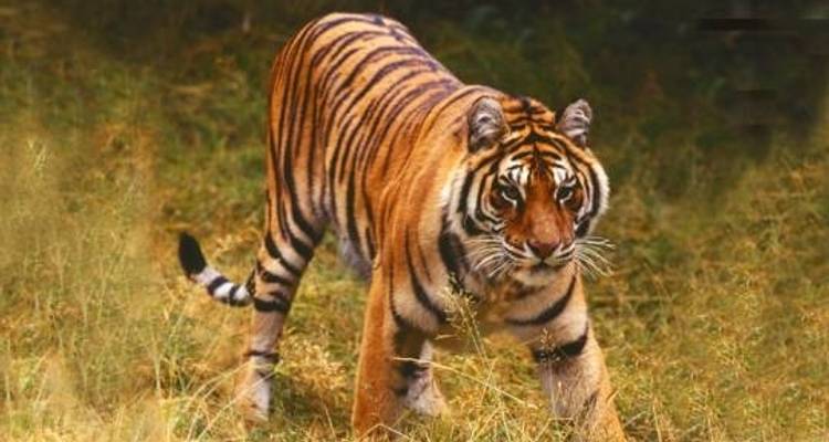 Ranthambore NP - 4 days - On The Go Tours 1