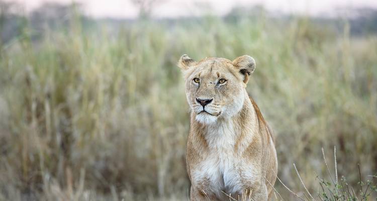Aventure de 4 jours dans le Serengeti en montgolfière - Africa Natural Tours 1