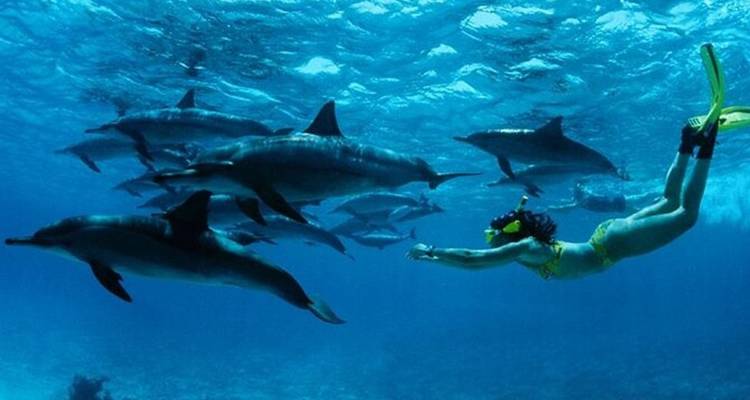 Persoon aan het snorkelen met een groep dolfijnen.