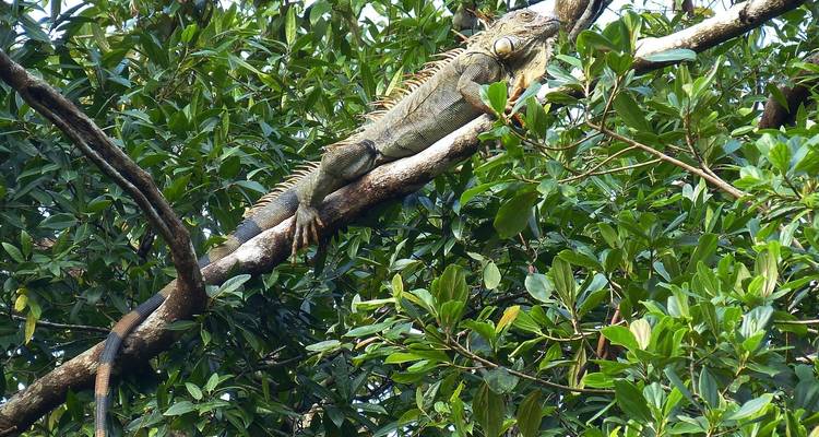 Lo más destacado de Costa Rica y la natación - Oasis Travel 3