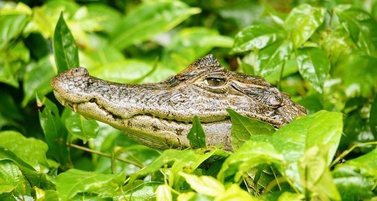 Lo más destacado de Costa Rica y la natación - Oasis Travel 4