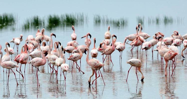Safari de 3 días por el increíble Parque Nacional del lago Nakuru - Gracepatt Ecotours Kenya 6