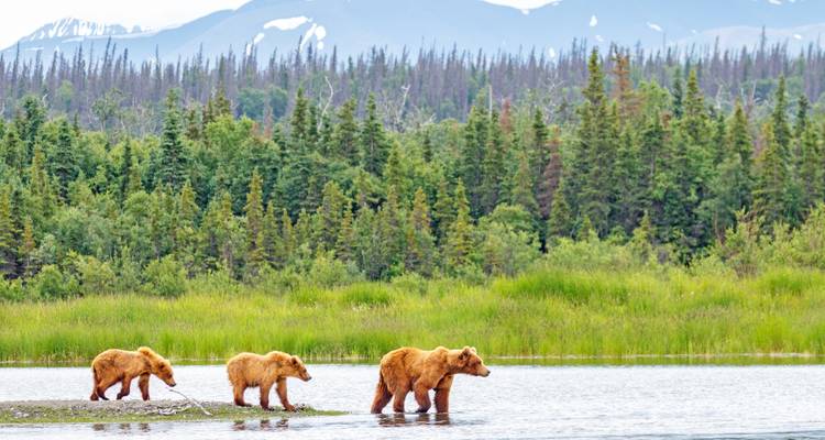 Inside Passage, Bears & Aleutian Islands | Southbound (MS Roald Amundsen) - Hurtigruten 6